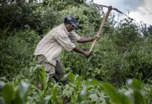 1,352 Farmers in Ghana register under PFJ Policy in Pru West 1,352 Farmers in Ghana register under PFJ Policy in Pru West