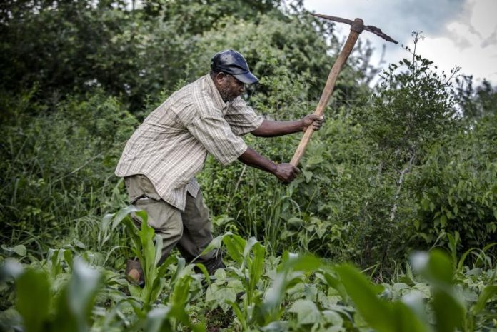 1,352 Farmers in Ghana register under PFJ Policy in Pru West