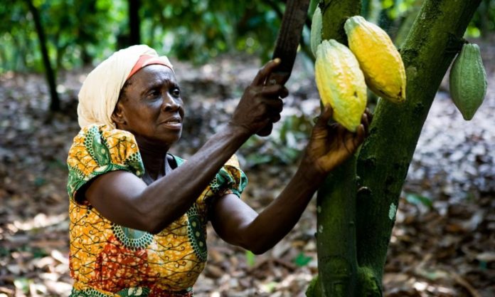 Solidaridad Liberia unveils loan scheme to improve cocoa farmers’ incomes