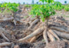 Rwanda moves closer to releasing first biotech crops Cassava revenue in Zimbabwe increases to US $11Bn