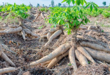 Cassava revenue in Zimbabwe increases to US $11Bn Cassava revenue in Zimbabwe increases to US $11Bn