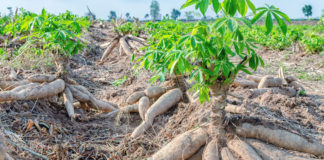 Rwanda moves closer to releasing first biotech crops Cassava revenue in Zimbabwe increases to US $11Bn