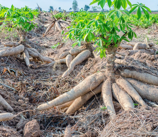 Rwanda moves closer to releasing first biotech crops Cassava revenue in Zimbabwe increases to US $11Bn