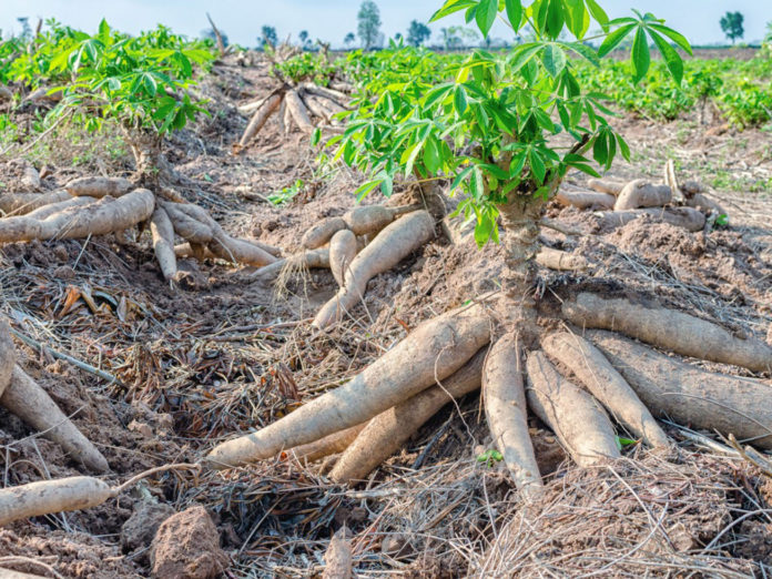 Cassava revenue in Zimbabwe increases to US $11Bn
