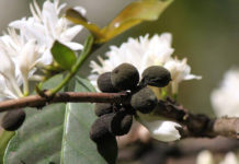 Coffee pest, diseases invade Uganda Coffee pest, diseases invade Uganda