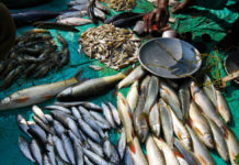 Namibia records n$3.7bn earnings from agriculture, fishing exports Namibia records n$3.7bn earnings from agriculture, fishing exports