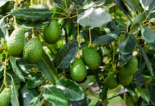 Kenya tops Africa’s avocado exports Kenya tops Africa's avocado exports