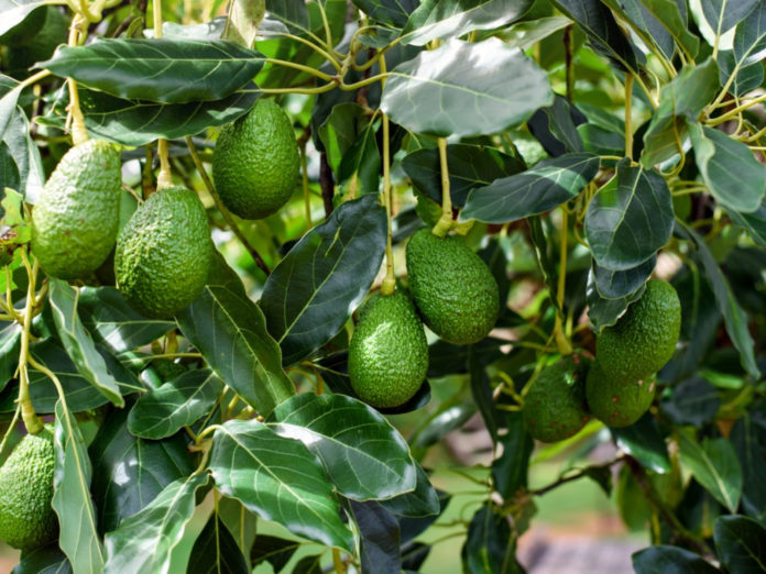 Kenya tops Africa's avocado exports