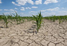 World Bank grants US $100M to Madagascar to support combat famine World Bank grants US $100M to Madagascar to support combat famine