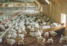 Hungary supports Ghana’s poultry sector Hungary supports Ghana’s poultry sector