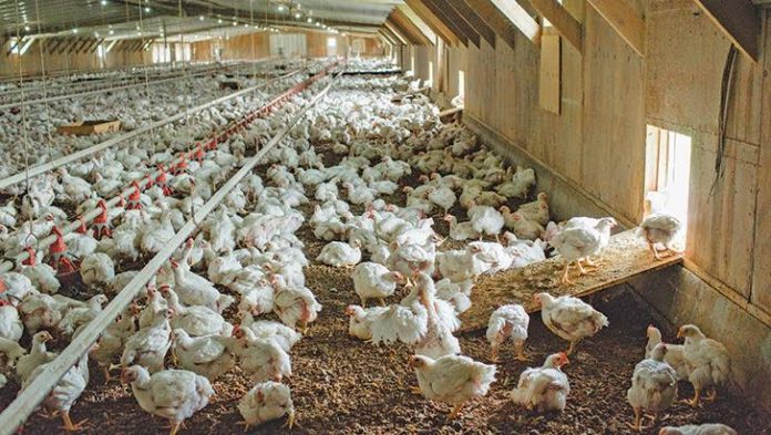Hungary supports Ghana’s poultry sector