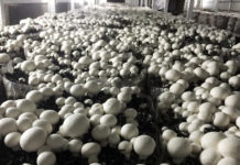 NAM- GP-MAN seeks inclusion of mushroom into CBN’s ABP NAM- GP-MAN seeks inclusion of mushroom into CBN’s ABP