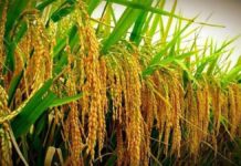 Labana Rice Mills granted land in Benin for rice production Labana Rice Mills granted land in Benin for rice production
