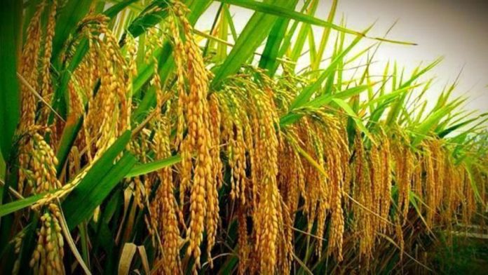 Labana Rice Mills granted land in Benin for rice production
