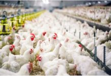 Nigeria plans women, youth empowerment through poultry agriculture Nigeria plans women, youth empowerment through poultry agriculture