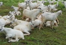 Kenya issues 3rd phase of Galla goats donations in West Pokot Kenya issues 3rd phase of Galla goats donations in West Pokot