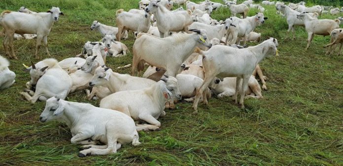 Kenya issues 3rd phase of Galla goats donations in West Pokot