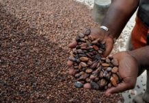 Liberia Cocoa Corporation rejects LACC, Senate Committee’s claim of corruption Liberia Cocoa Corporation rejects LACC, Senate Committee's claim of corruption