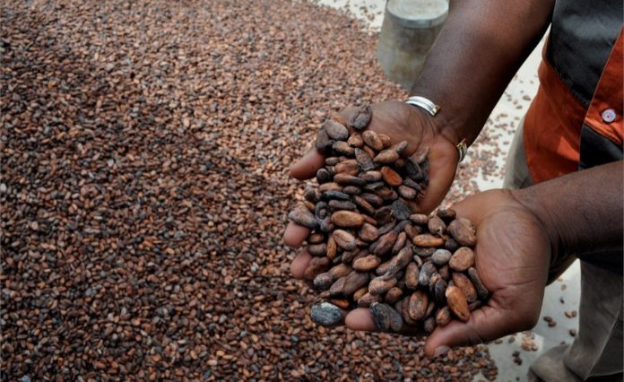 Liberia Cocoa Corporation rejects LACC, Senate Committee's claim of corruption