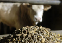 The Vital Role of Animal Feed Production and Storage Animal feed prices in Kenya increases