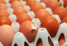 Production of eggs for consumption drops in Tunisia Production of eggs for consumption drops in Tunisia