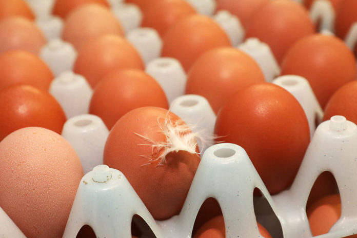Production of eggs for consumption drops in Tunisia