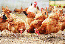 Pigmeat and poultry exports record decline in 2021 Pigmeat and poultry exports record decline in 2021