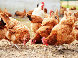 Protecting sperm storage may be key to reversing poultry fertility decline – Researchers Pigmeat and poultry exports record decline in 2021