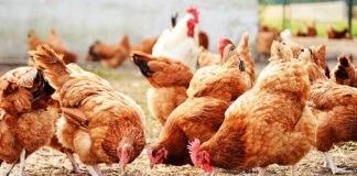 Protecting sperm storage may be key to reversing poultry fertility decline – Researchers Pigmeat and poultry exports record decline in 2021