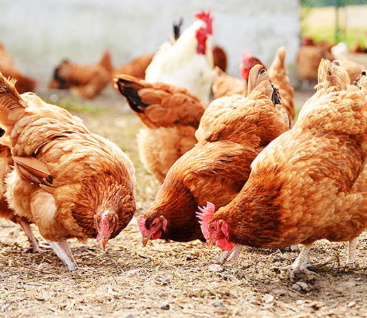 Protecting sperm storage may be key to reversing poultry fertility decline – Researchers Pigmeat and poultry exports record decline in 2021