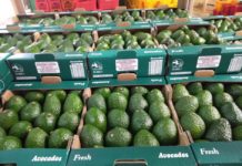 Kenya extends avocado export ban Kenya extends avocado export ban