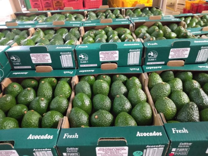 Kenya extends avocado export ban