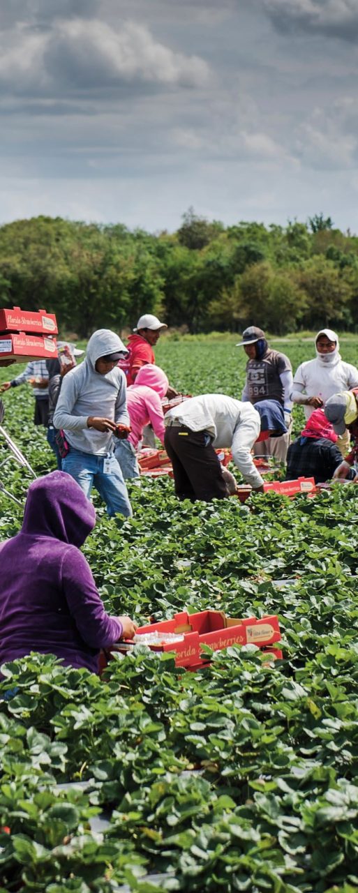 APSAN Members access to CBN’s N503.3bn intervention to farmers