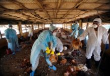 Suspected avian influenza outbreak reported along Namibian coast Suspected avian influenza outbreak reported along Namibian coast
