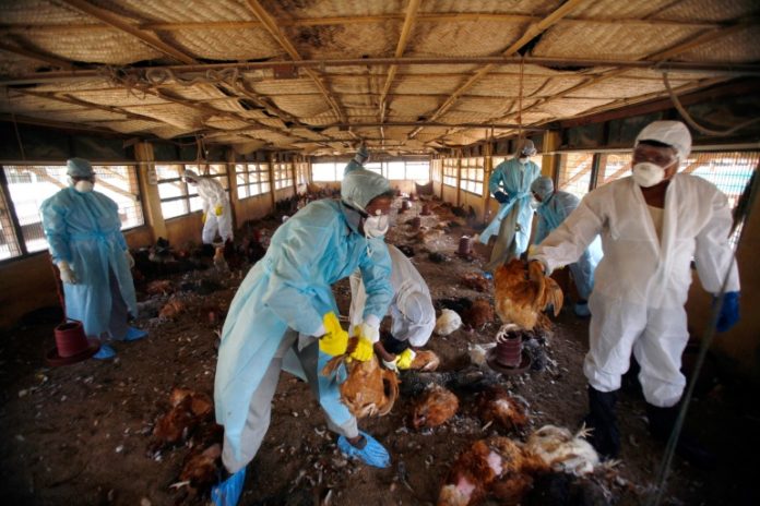Suspected avian influenza outbreak reported along Namibian coast