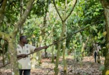 Nestlé announces innovative plan to tackle child labor risks, increase farmer income and achieve full traceability in cocoa