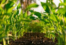 Central Bank of Kenya faults KNBS on agriculture growth numbers Central Bank of Kenya faults KNBS on agriculture growth numbers