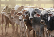 Nigeria to reduce importation of livestock products Nigeria to reduce importation of livestock products