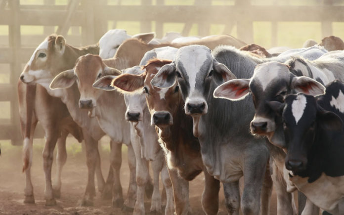 Nigeria to reduce importation of livestock products