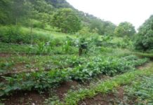 WWF, DFCD call for applications for climate projects in Kenya WWF, DFCD call for applications for climate projects in Kenya