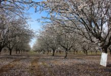 Severe irrigation restrictions due to drought would threaten almond plantations