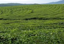 Zimbabwe’s Ariston funds new technology due to labour shortages