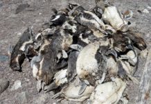 Namibia bans movement of birds as avian influenza outbreak spreads