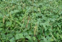 GMO cowpea Akara tastes so delicious, says Nigerian farmer’s group chief