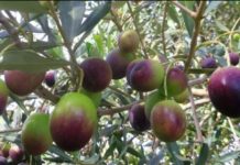 European Bank provides new funds for olive farming, irrigation projects in Tunisia European Bank provides new funds for olive farming, irrigation projects in Tunisia