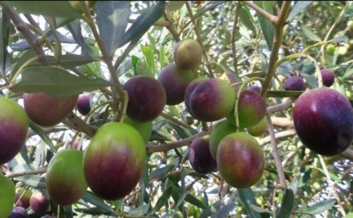 European Bank provides new funds for olive farming, irrigation projects in Tunisia