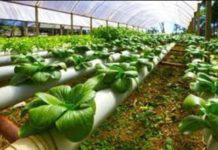 FAO to launch agricultural innovation hub in Ethiopia FAO to launch agricultural innovation hub in Ethiopia