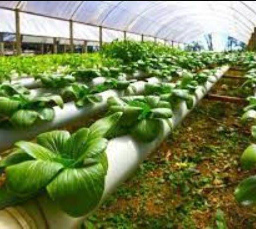 FAO to launch agricultural innovation hub in Ethiopia