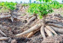 Rwanda aims to boost cassava, maize, and potato production through tolerant, genetically engineered varieties Farmers in Ghana double revenue with improved cassava cultivation