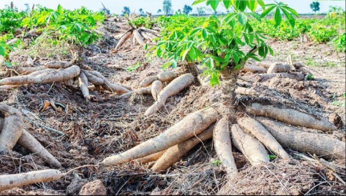 Farmers in Ghana double revenue with improved cassava cultivation